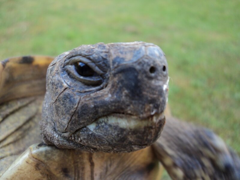 Close-up of Tortoise Head