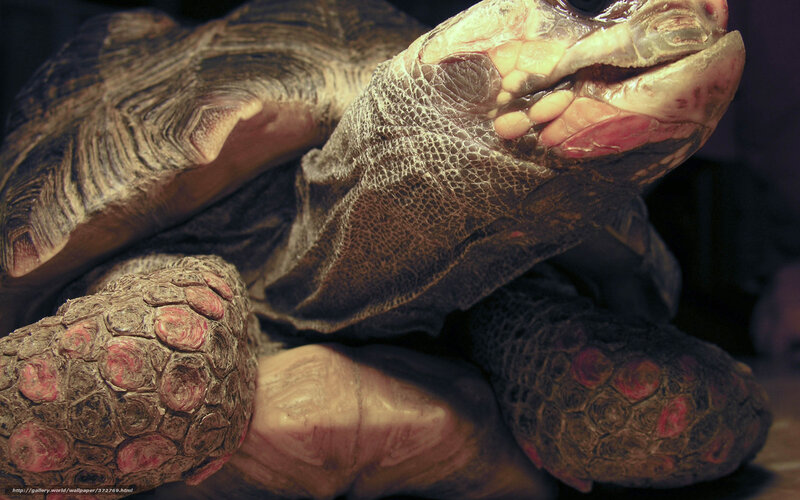 Close-up of Tortoise