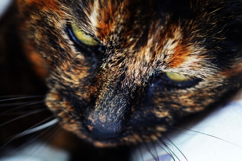 Close-up of Tortoiseshell Cat — Brown