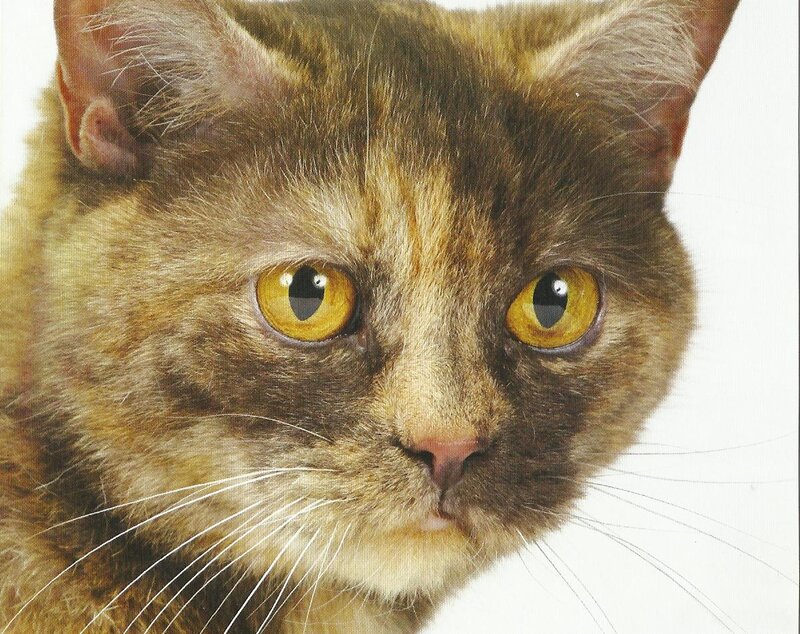 Close-up of Tortoiseshell Cat