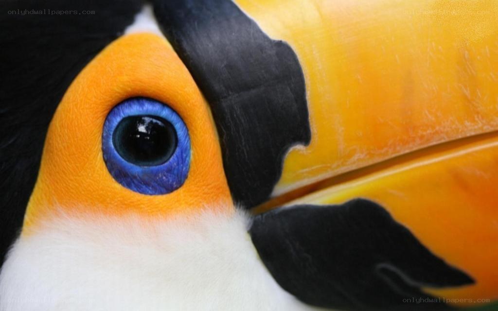 close-up of toucan eye