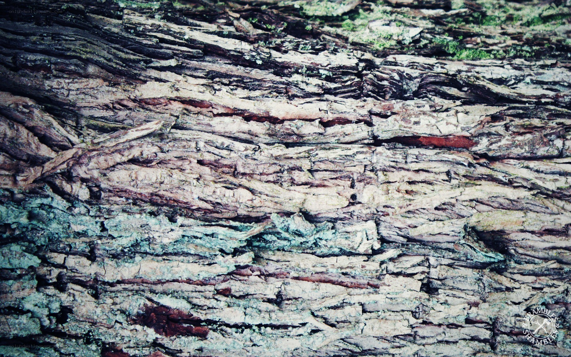 close-up of tree bark