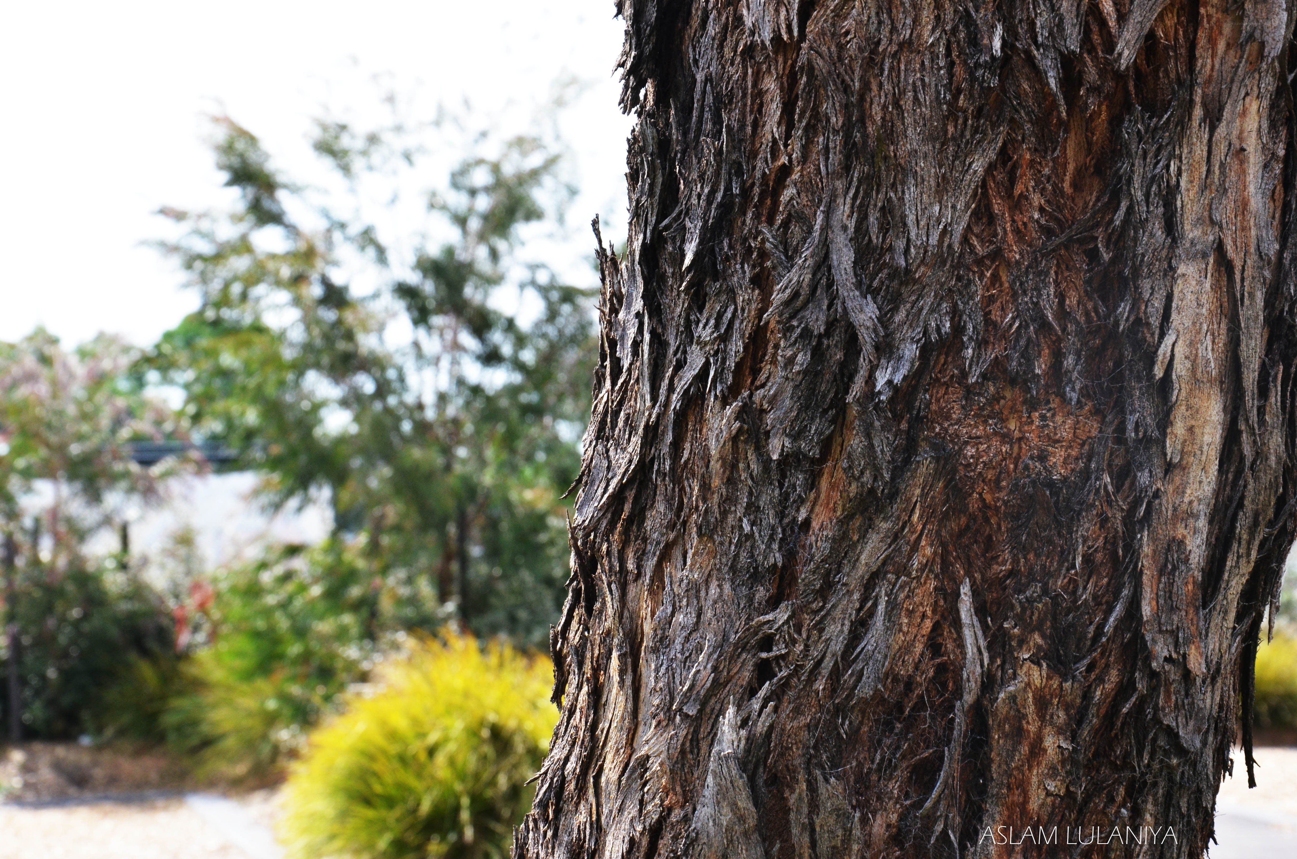 close-up of tree bark
