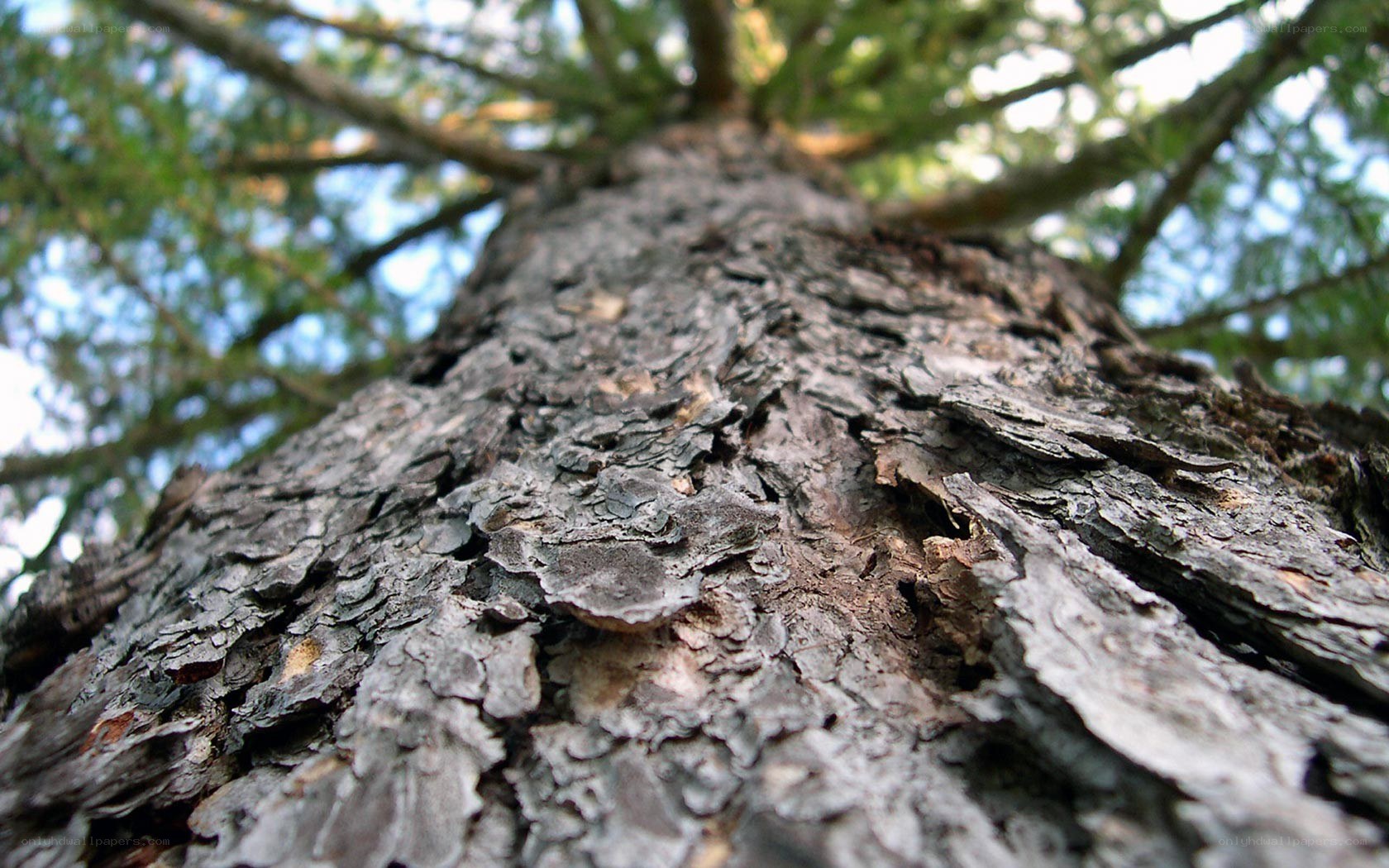 close-up of tree bark