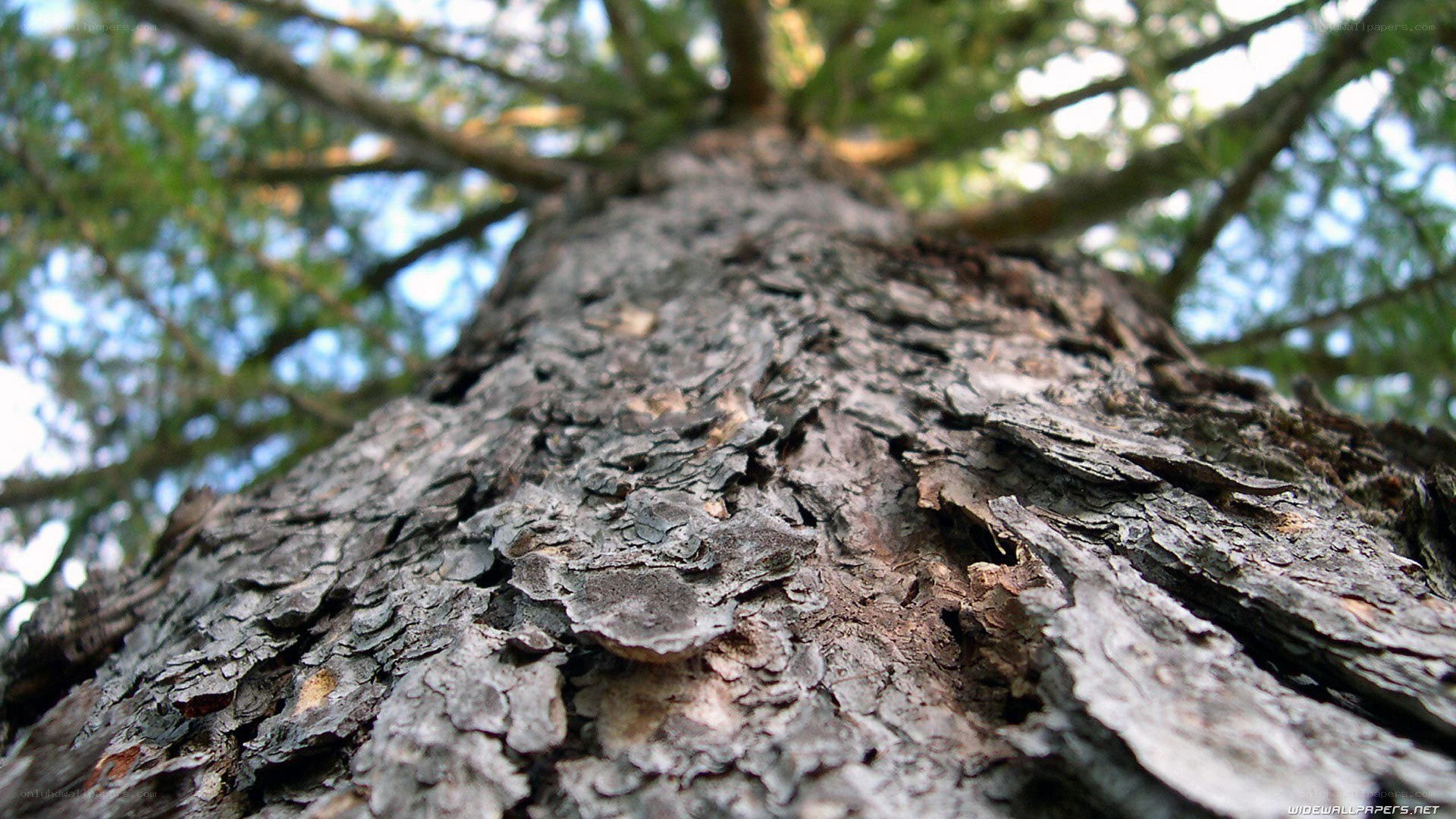 close-up of tree bark