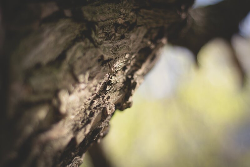 close-up of tree bark