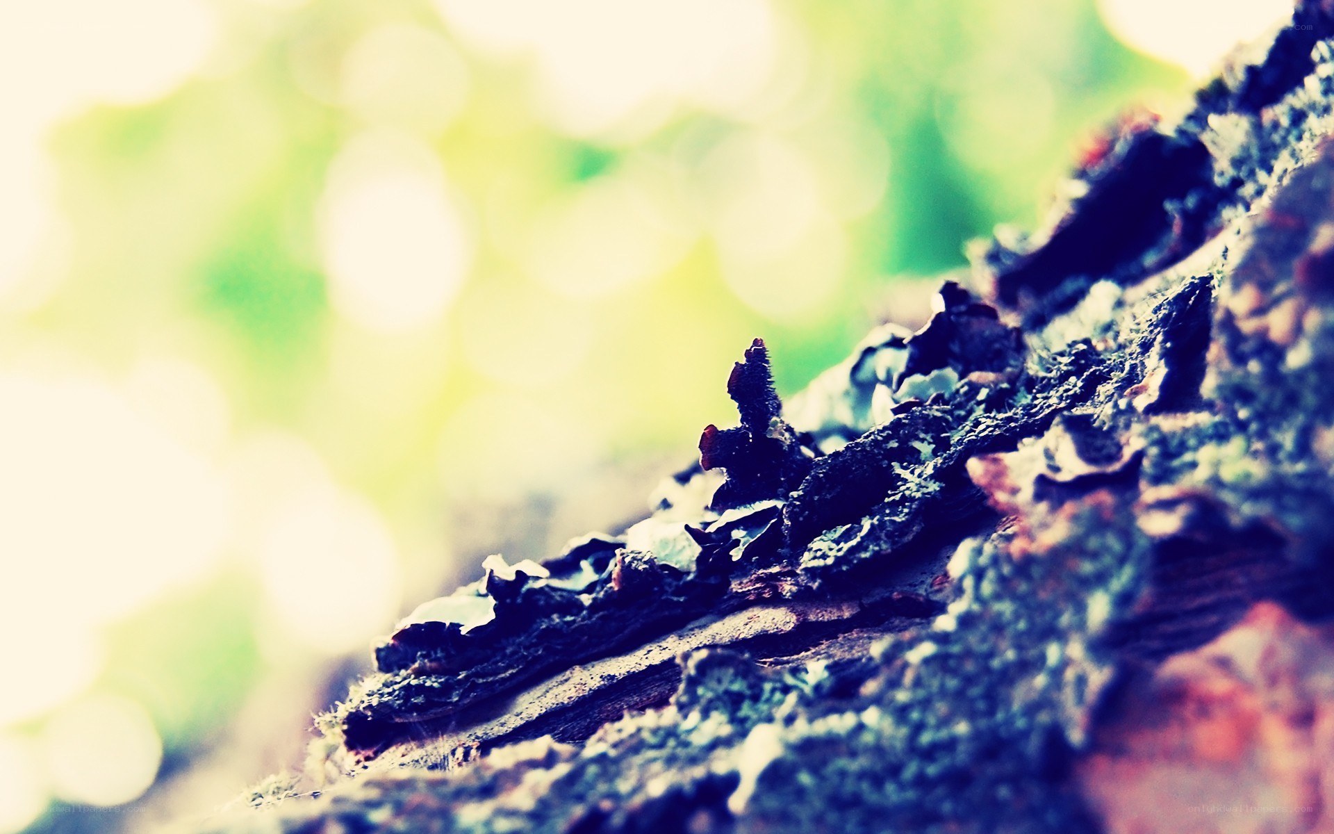 close-up of tree bark