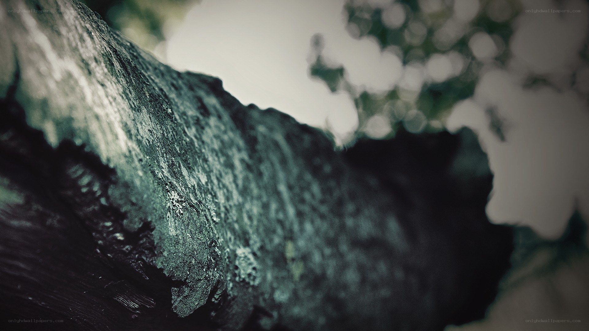 close-up of tree bark