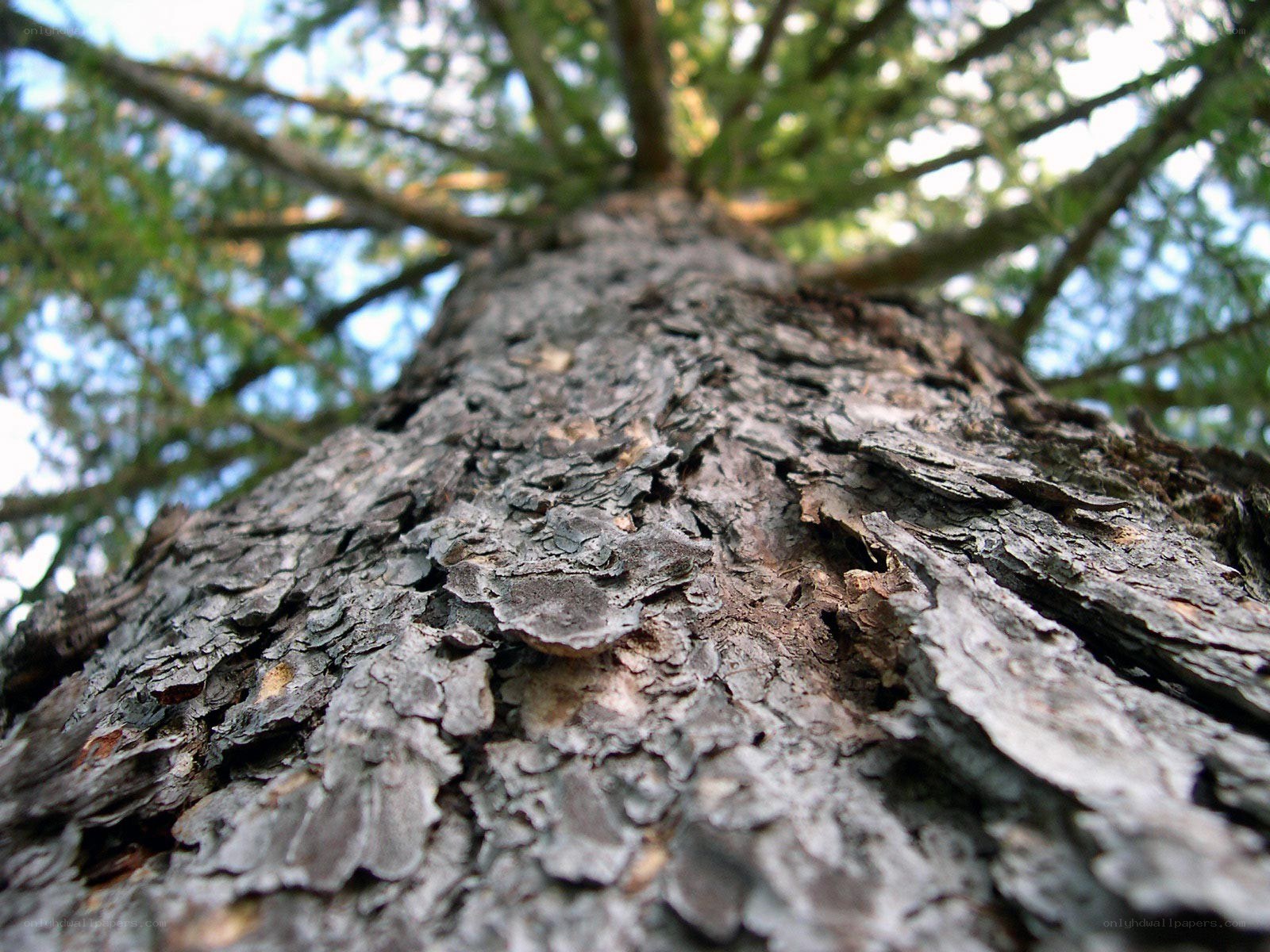 close-up of tree bark