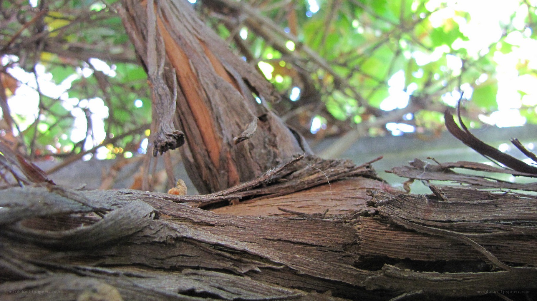 close-up of tree bark