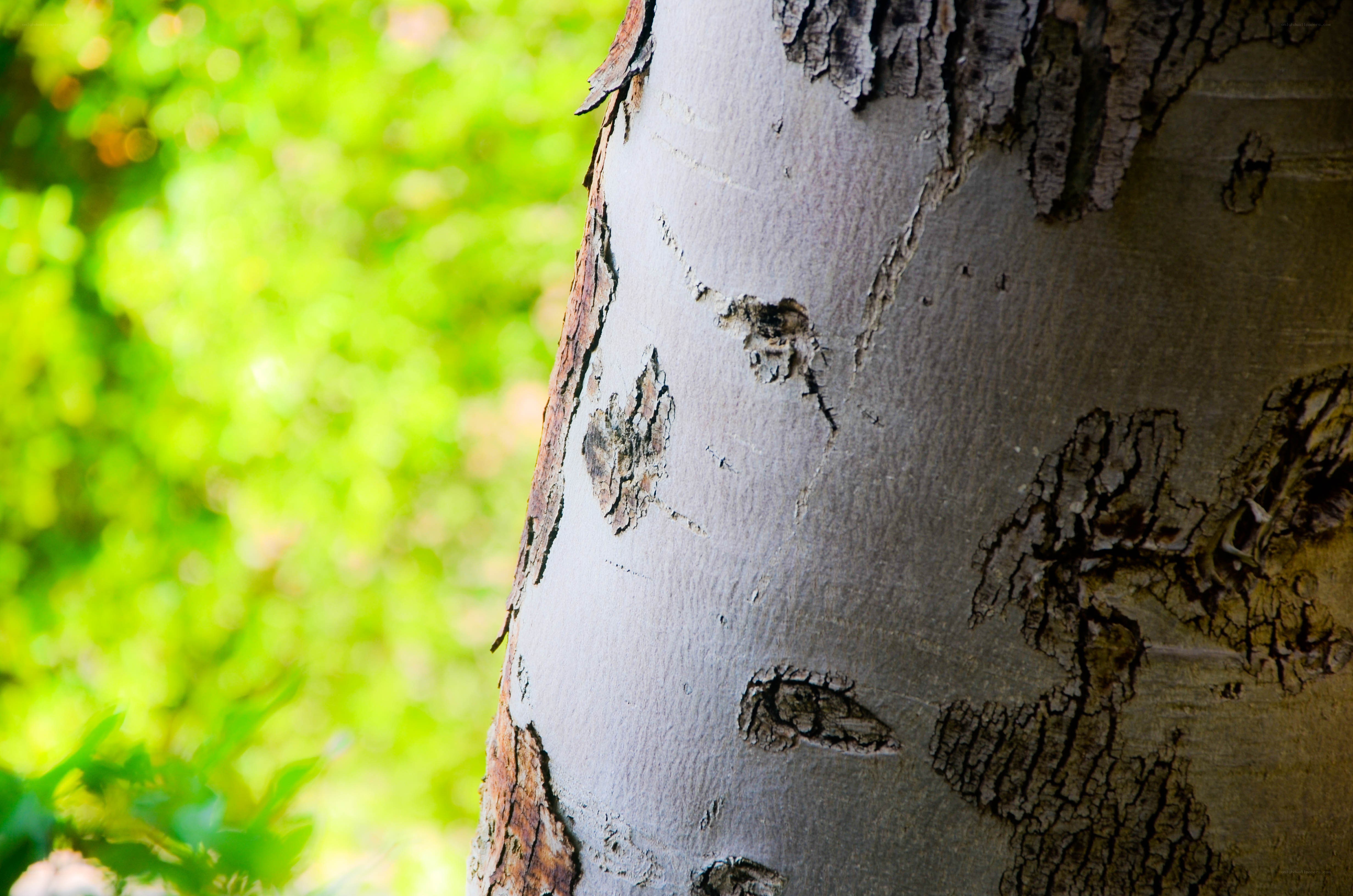 Close-up of tree bark