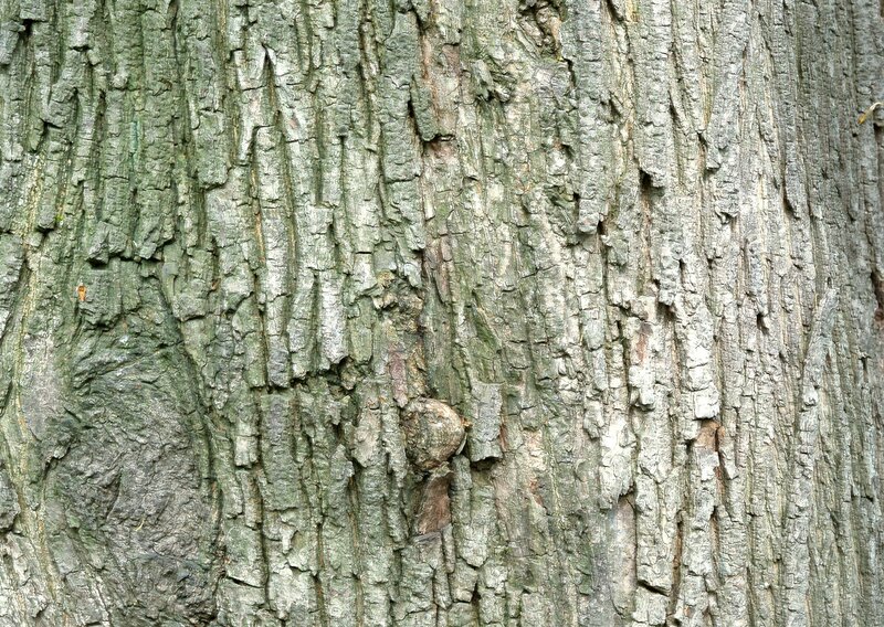 close-up of tree bark