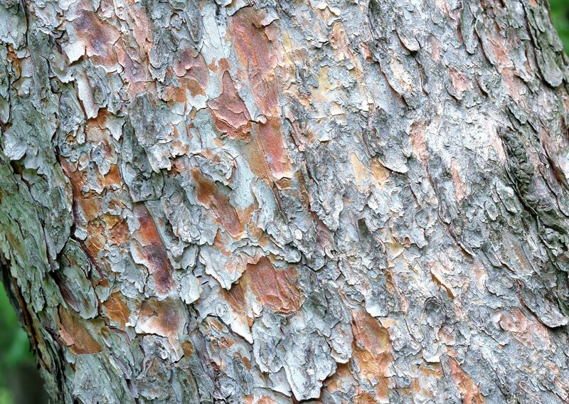 close-up of tree bark