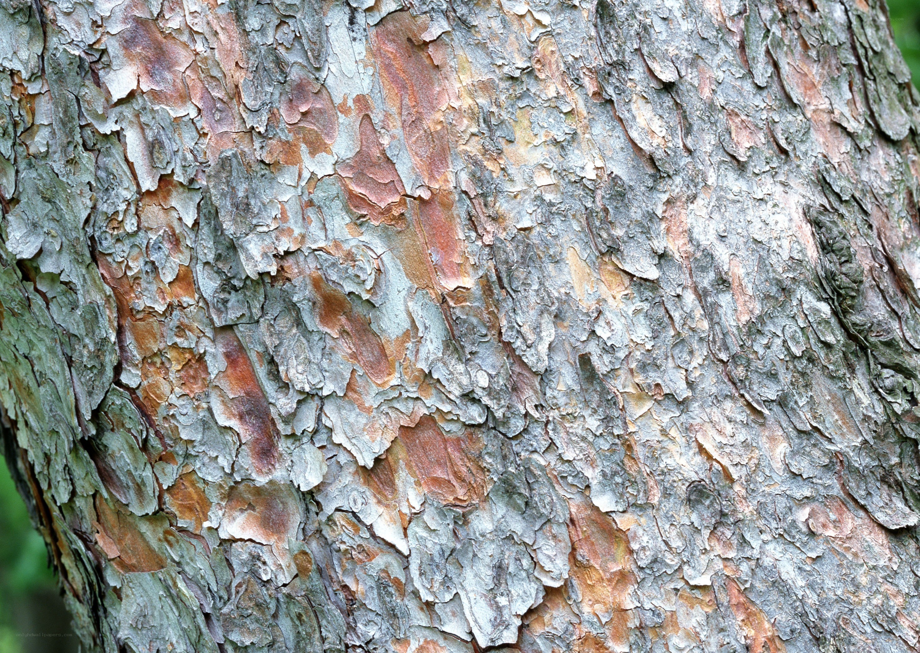 close-up of tree bark