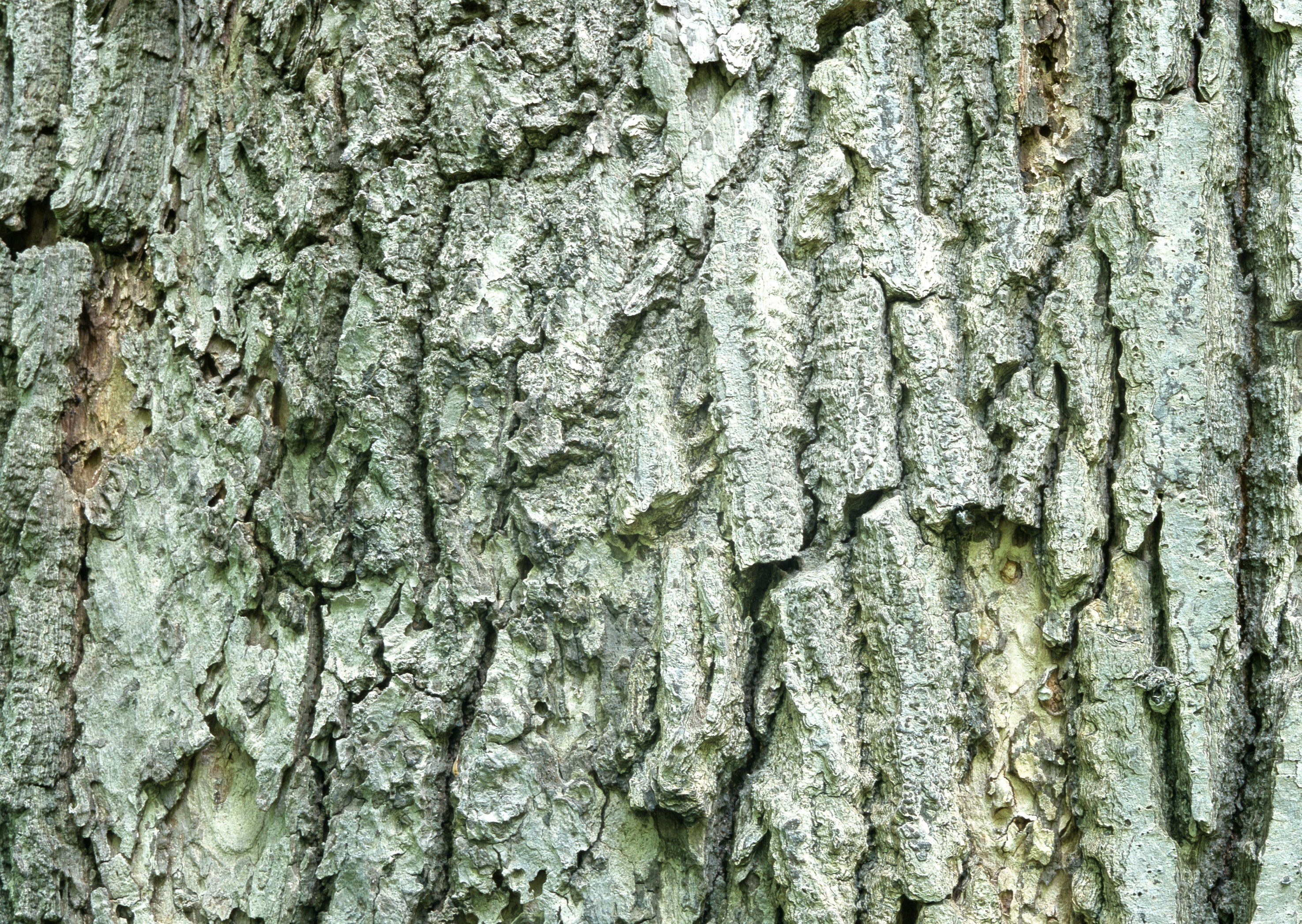 close-up of tree bark