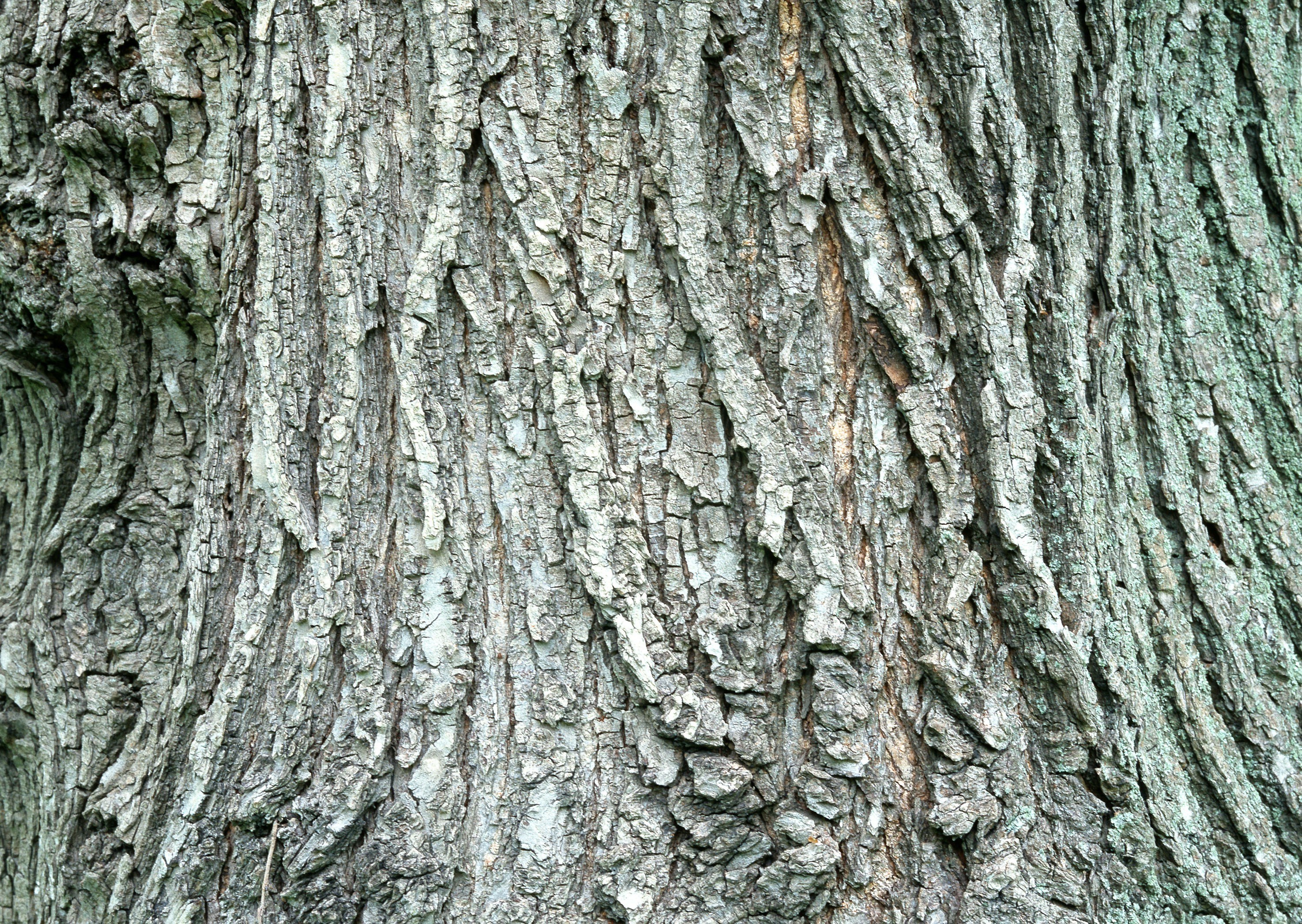 close-up of tree bark