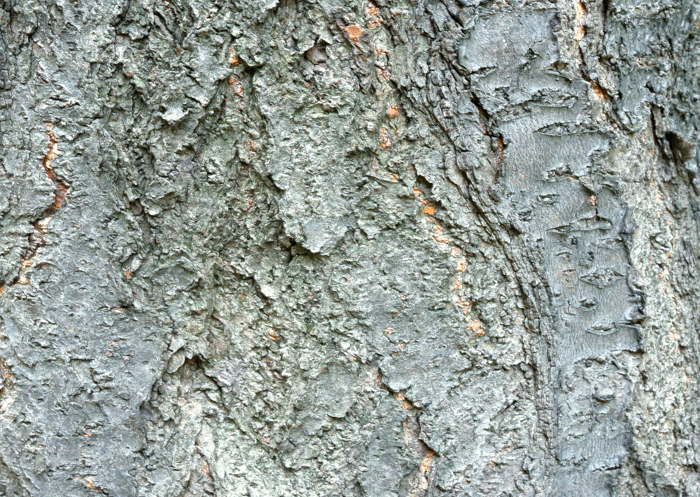 close-up of tree bark
