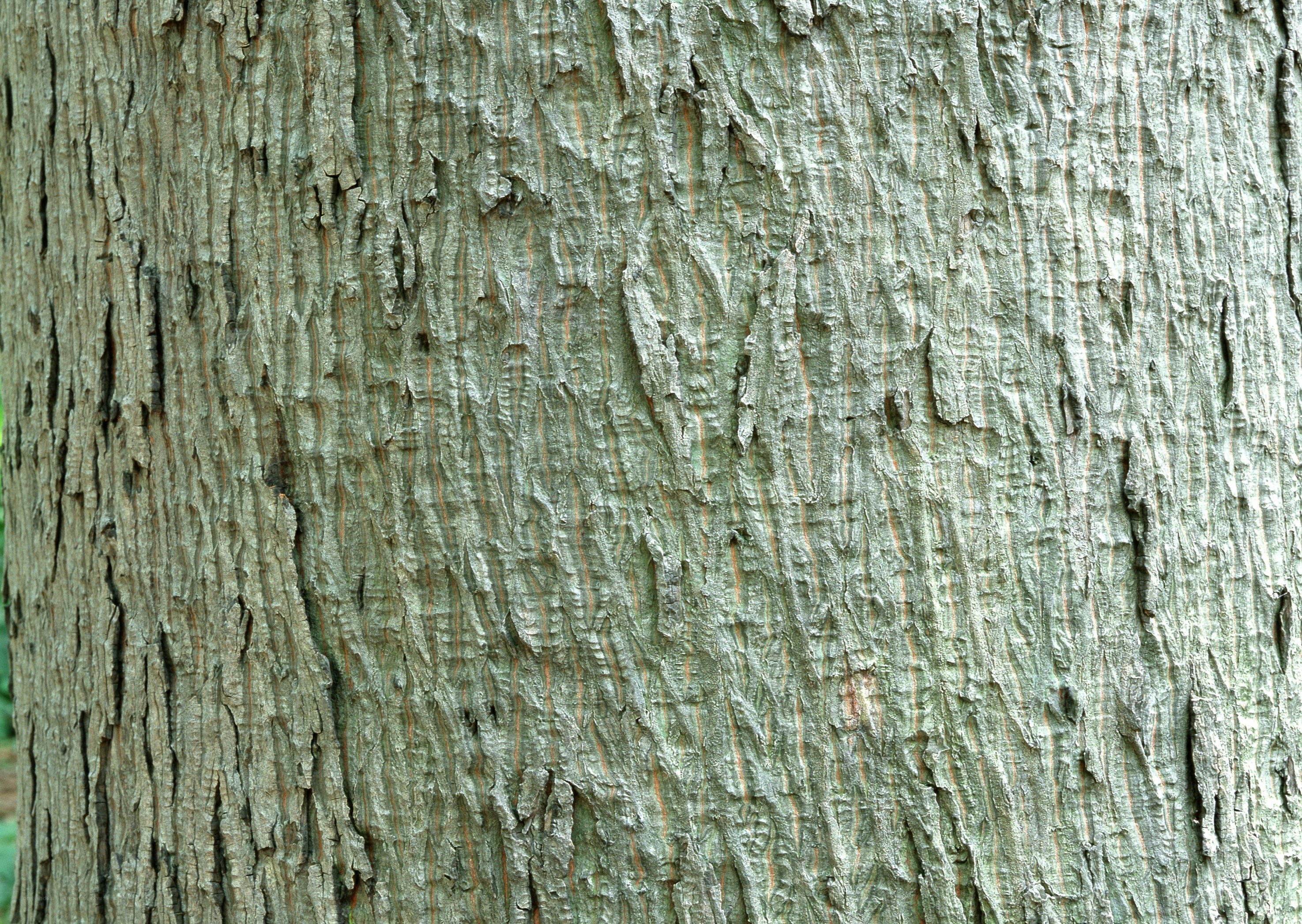 close-up of tree bark
