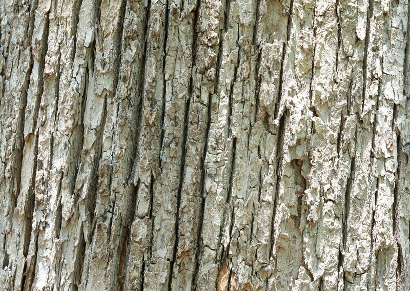 close-up of tree bark