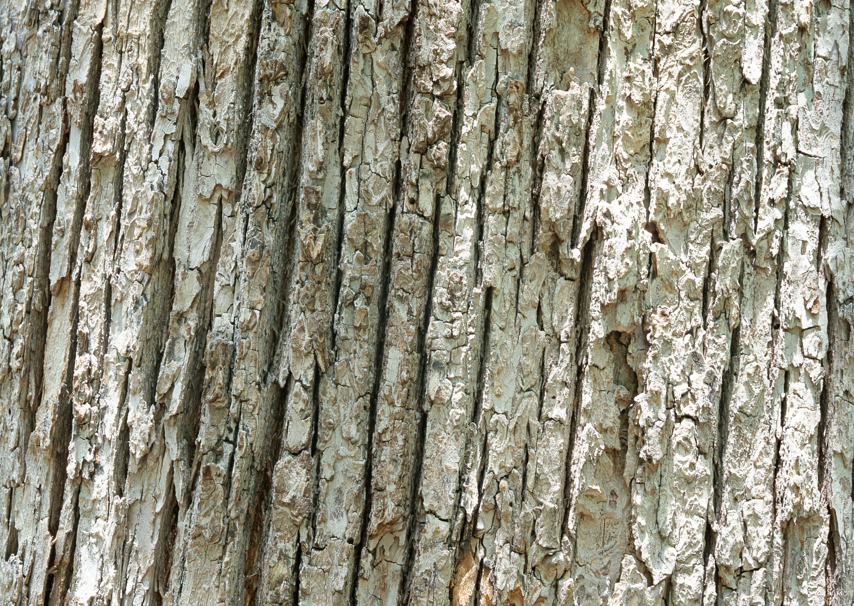 close-up of tree bark