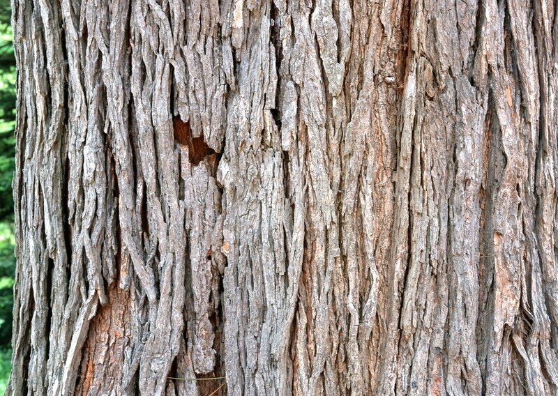 close-up of tree bark