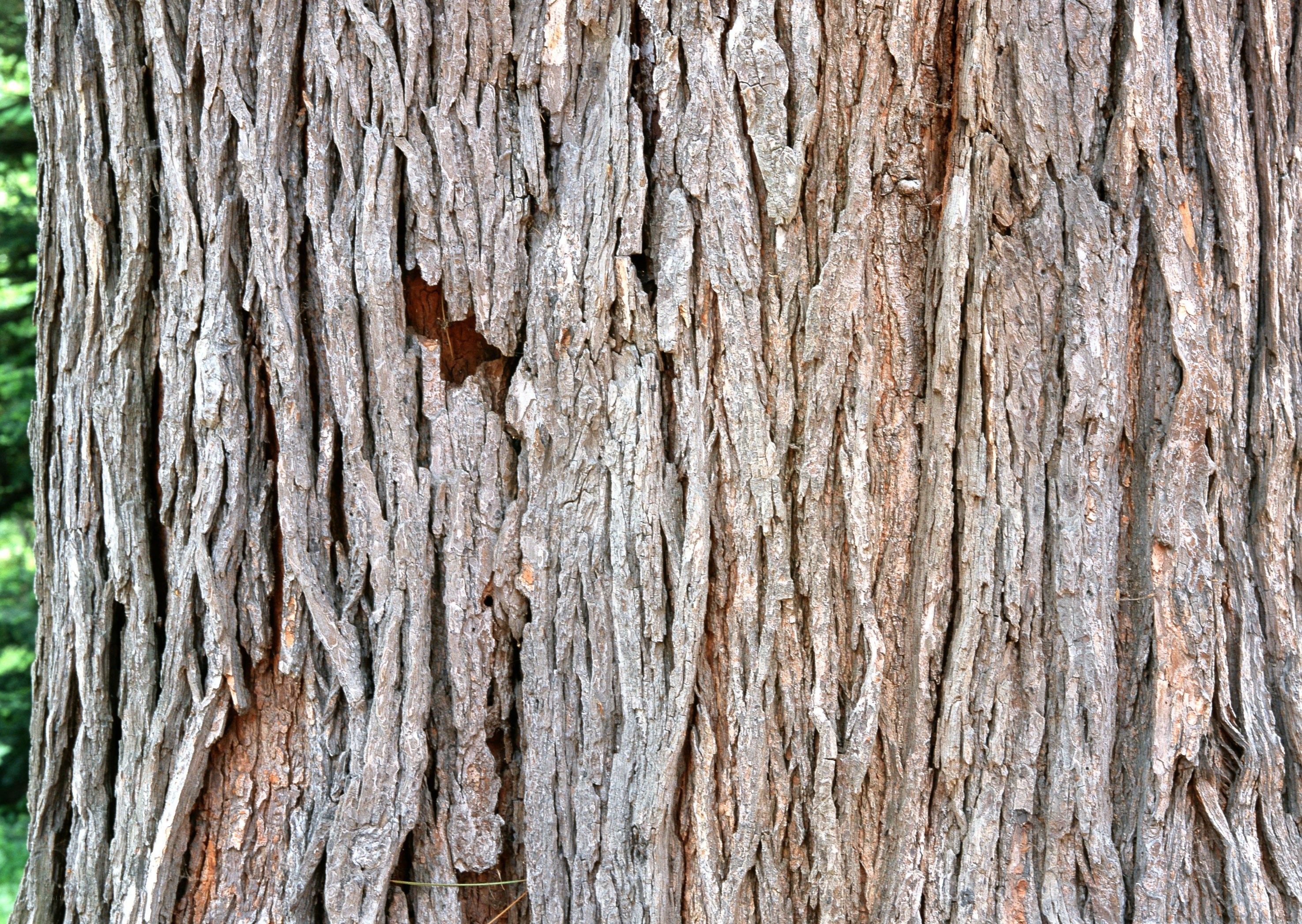 close-up of tree bark