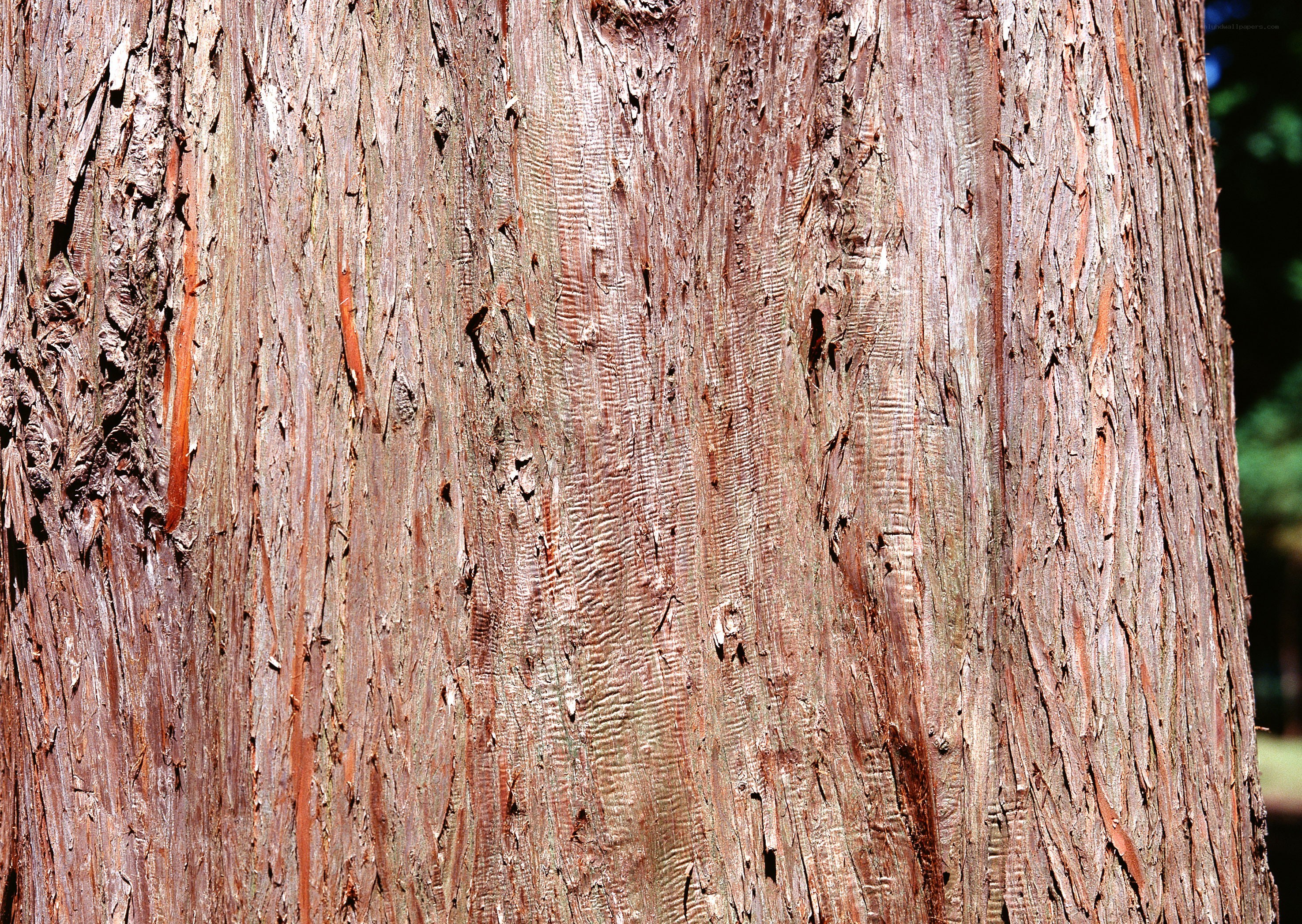 close-up of tree bark