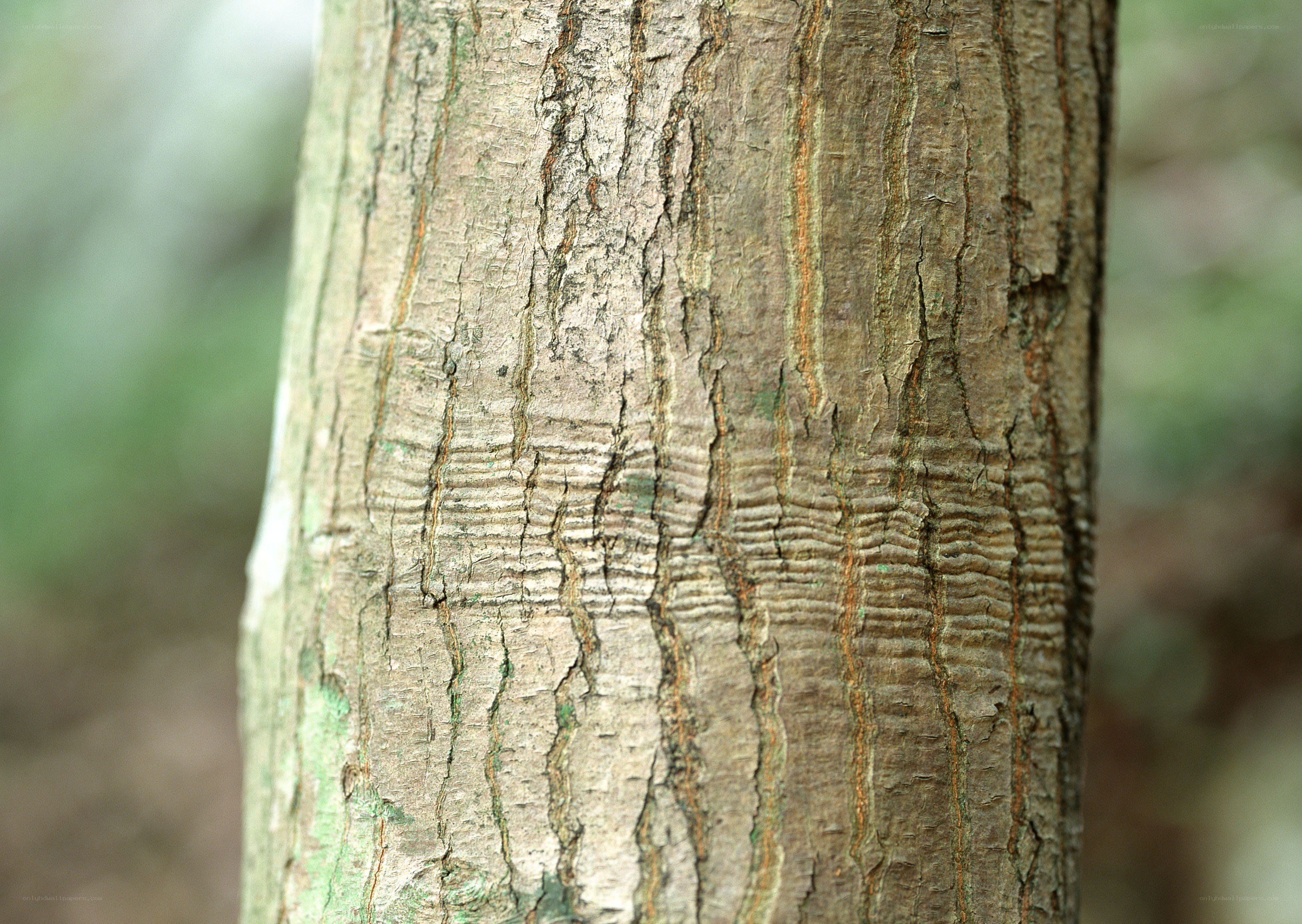 close-up of tree bark