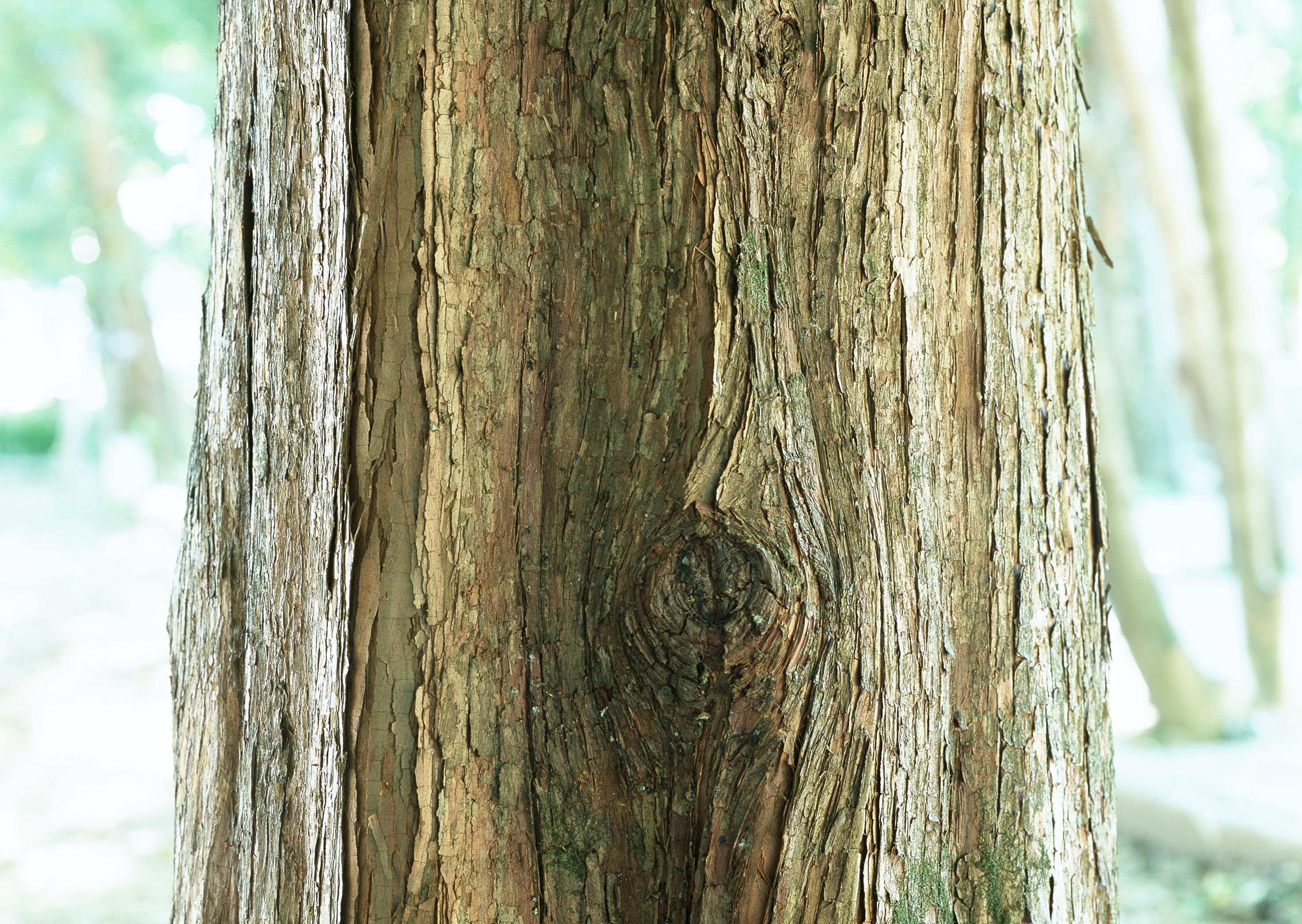 close-up of tree bark