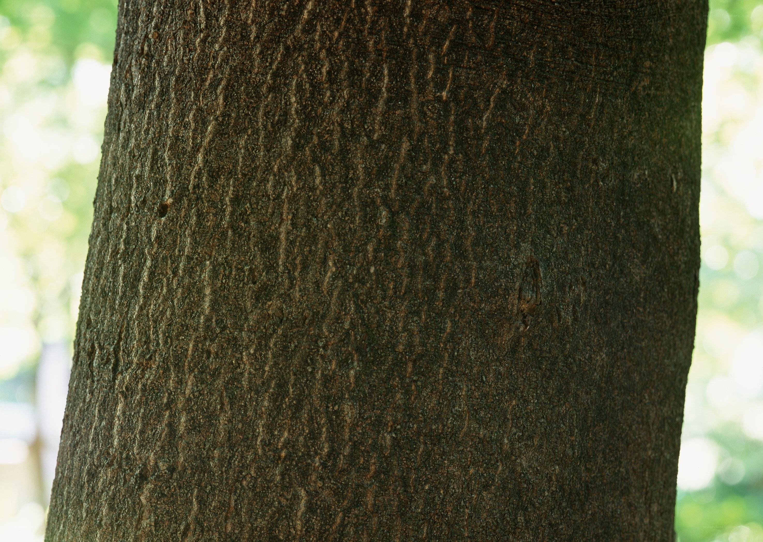 close-up of tree bark