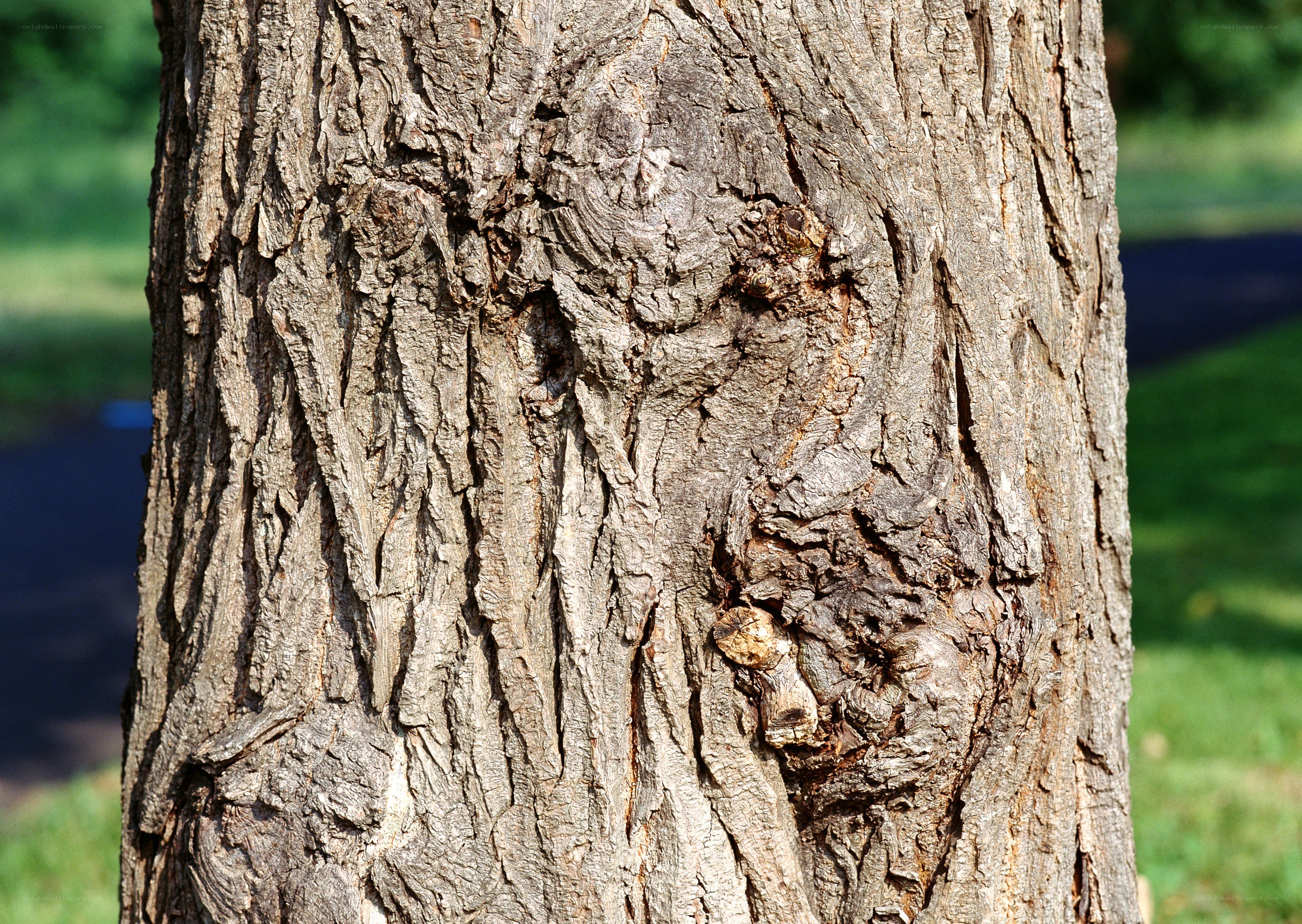 close-up of tree bark