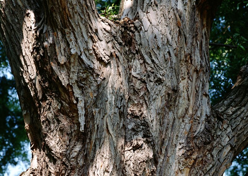 close-up of tree bark