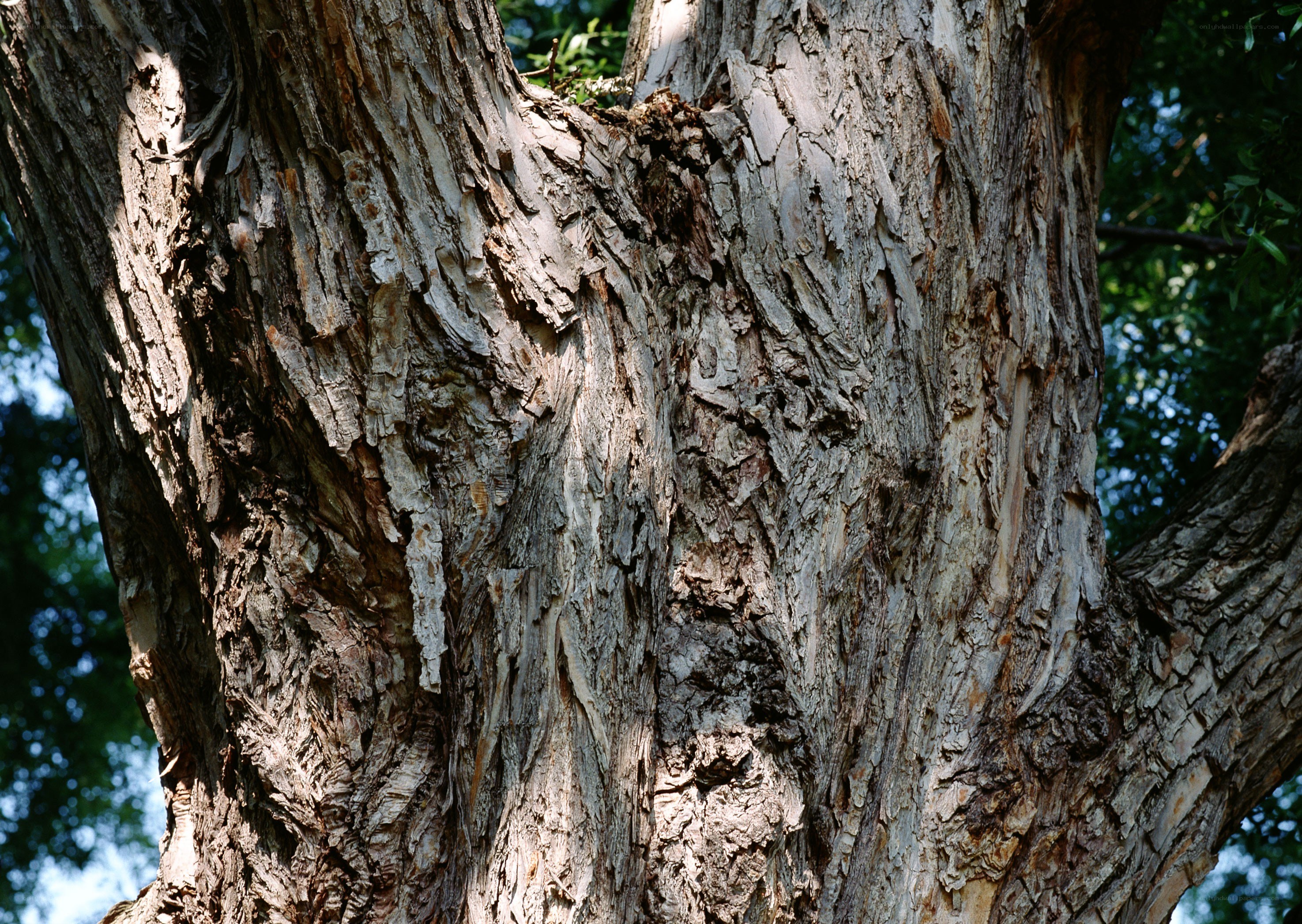 close-up of tree bark