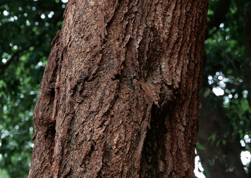 close-up of tree bark