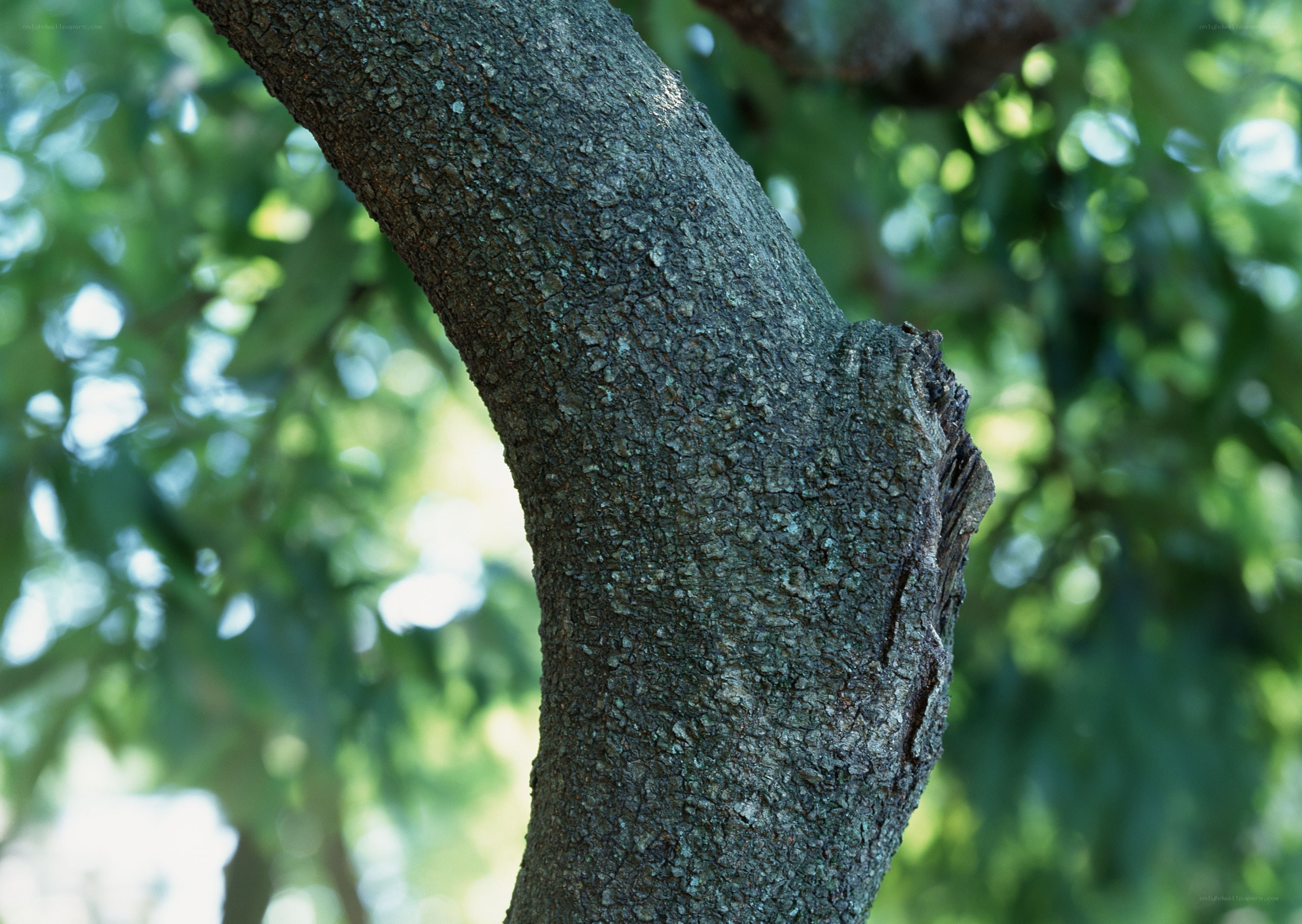 close-up of tree bark