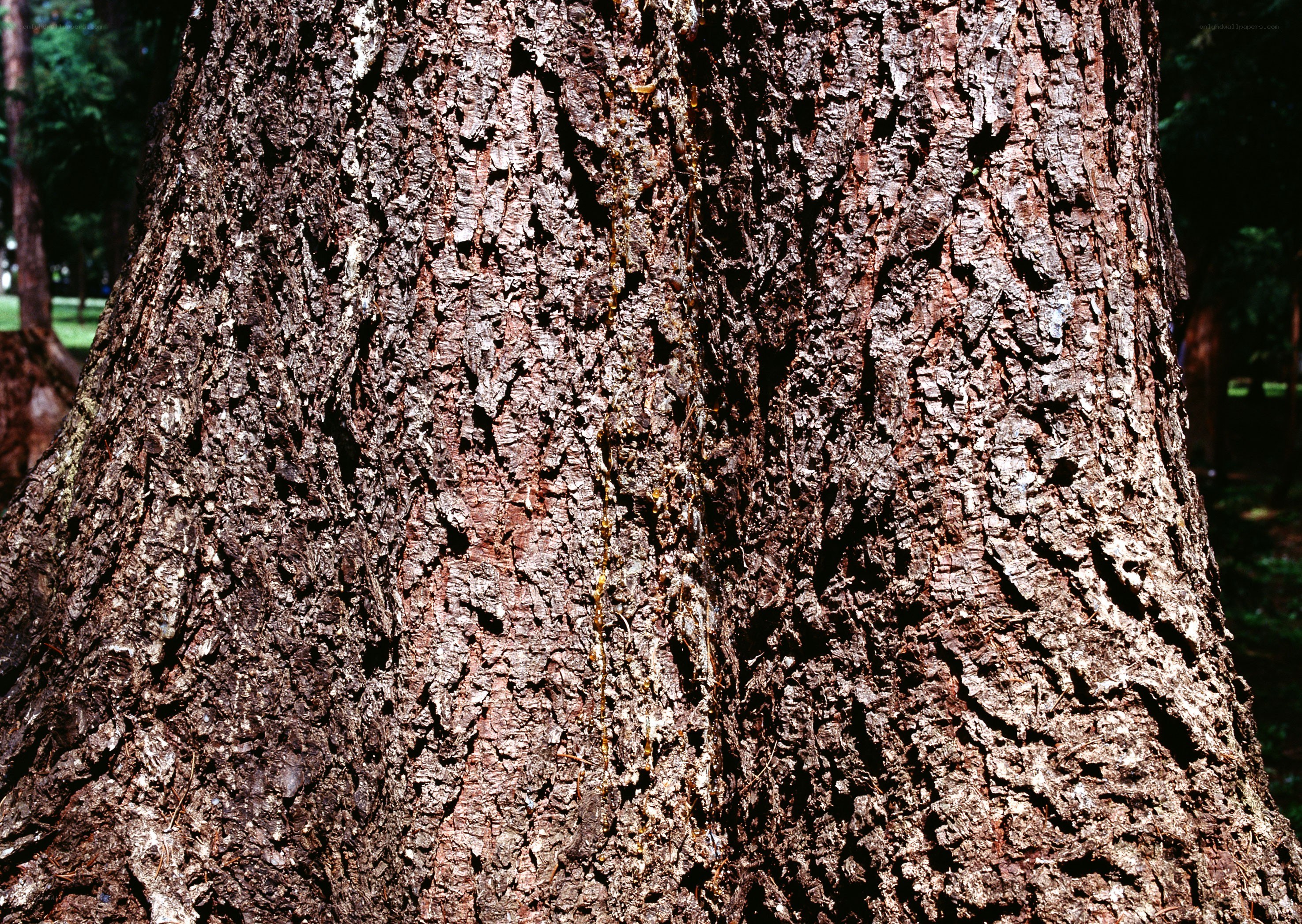 close-up of tree bark