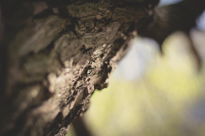 close-up of tree bark