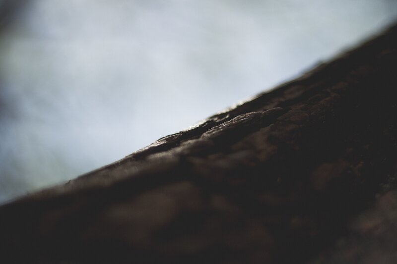 close-up of tree bark