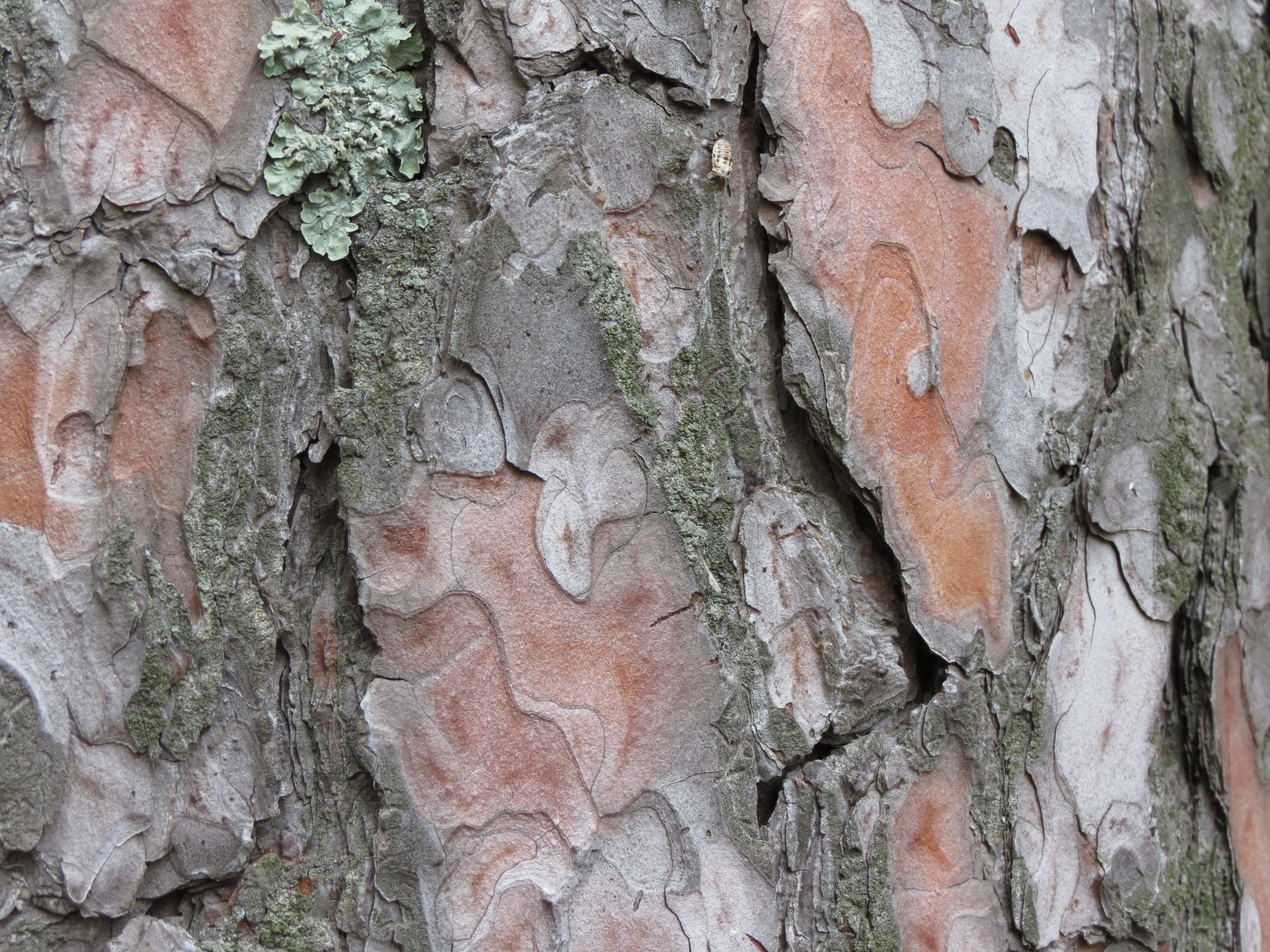 close-up of tree bark
