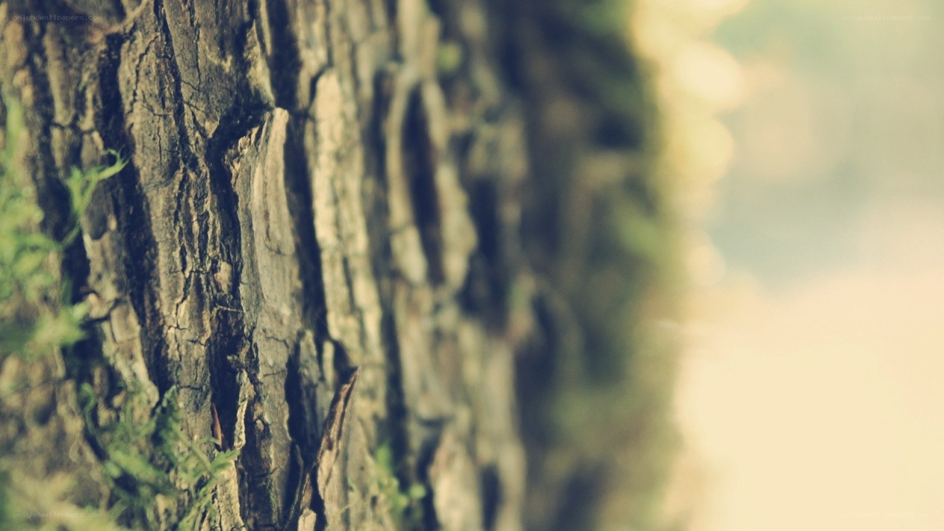close-up of tree bark