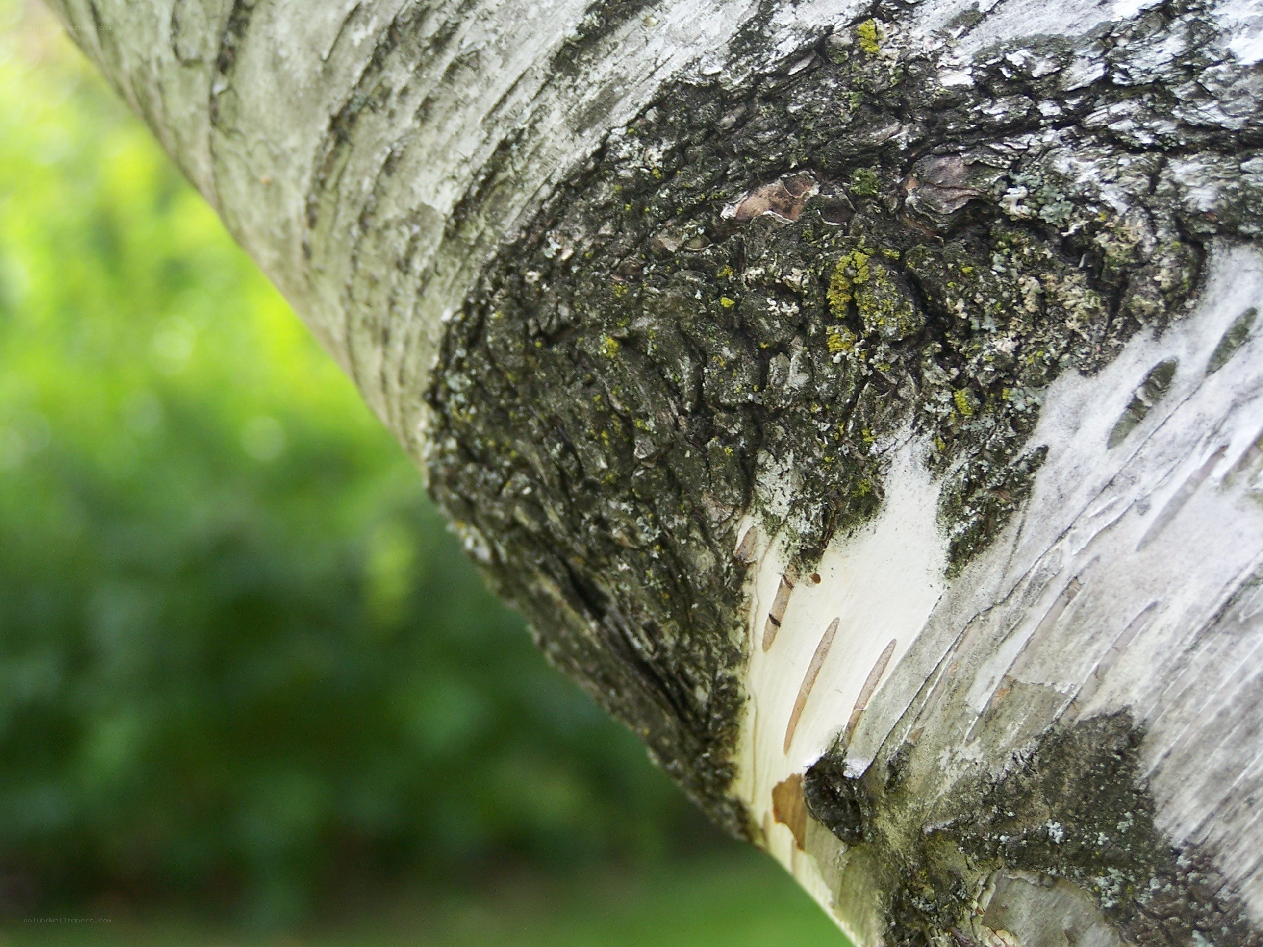 close-up of tree bark