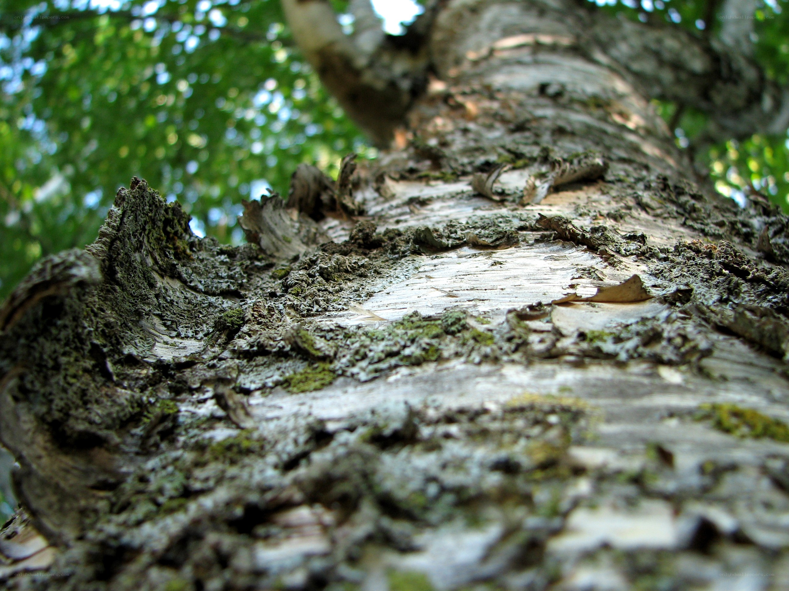 Close-up of tree bark