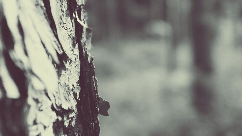 close-up of tree bark
