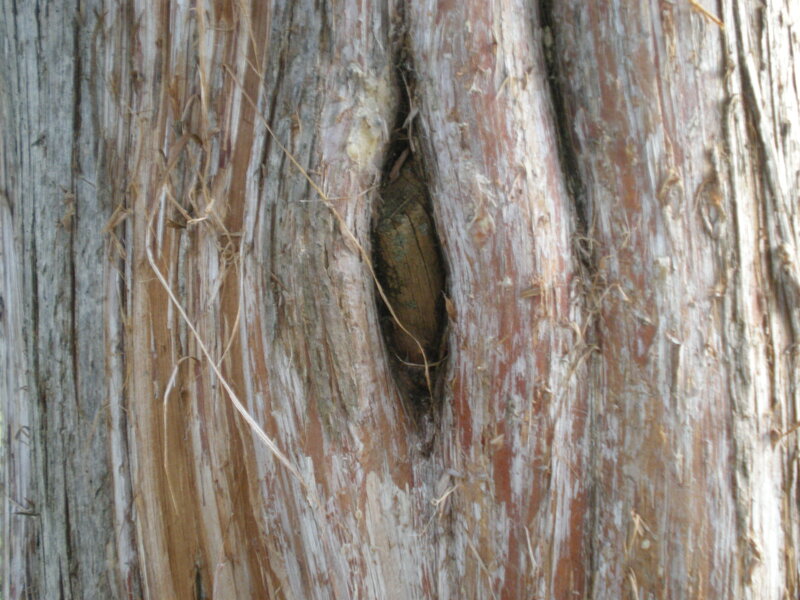 close-up of tree bark