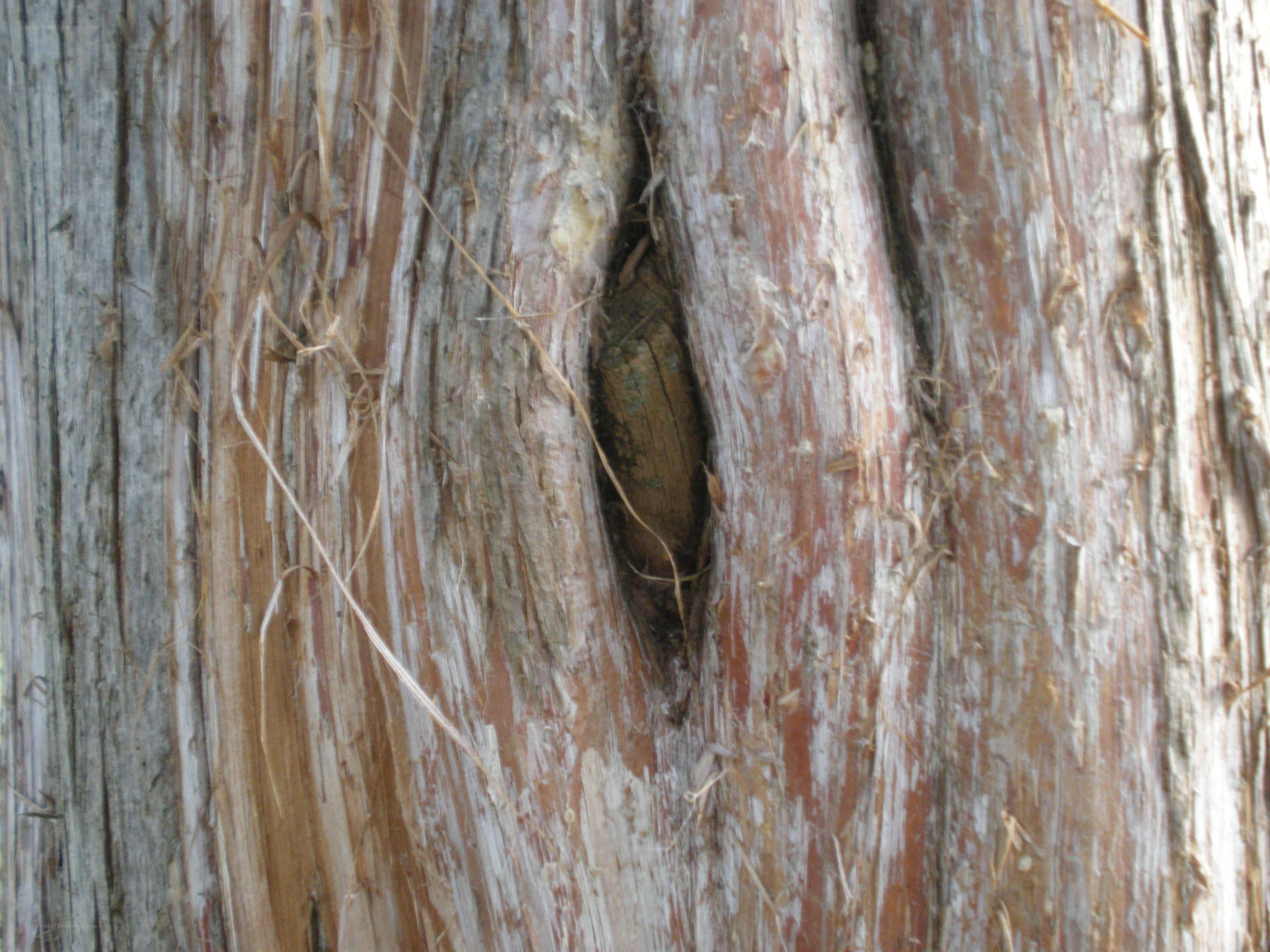 close-up of tree bark