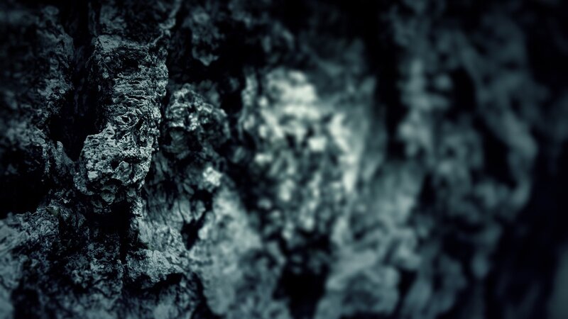 Close-up of Tree Bark — Black, Dark