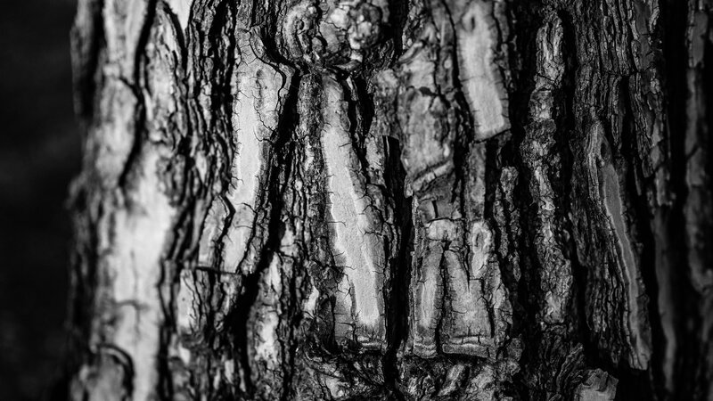 Close-up of Tree Bark — Black