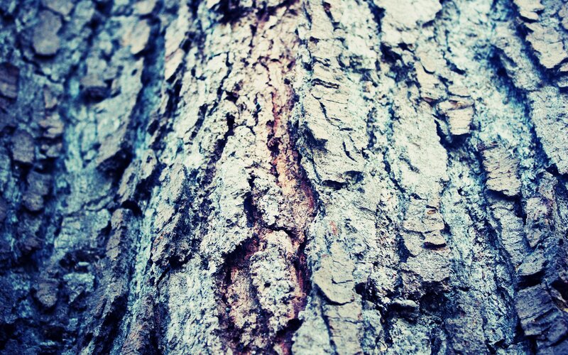 Close-up of Tree Bark — Blue