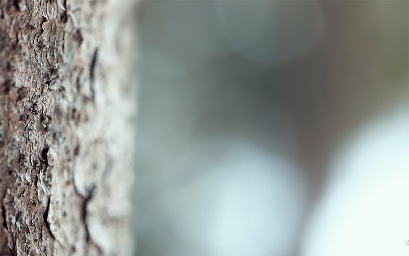 Close-up of Tree Bark — Brown, Calm