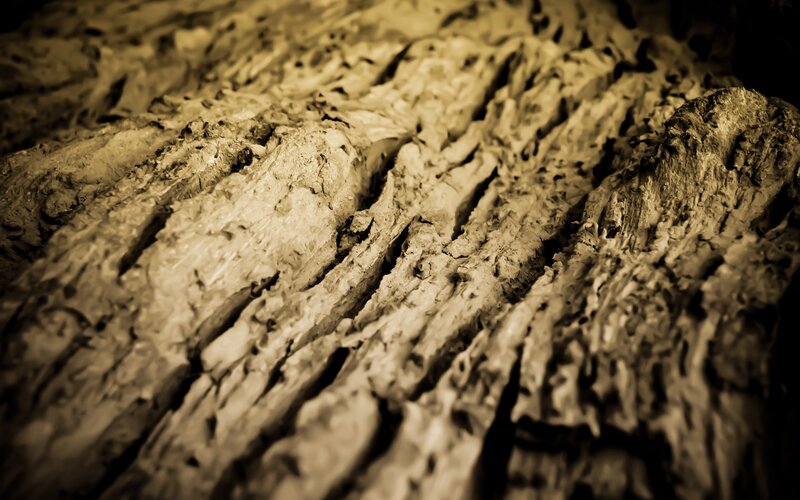 Close-up of Tree Bark — Brown, Dramatic